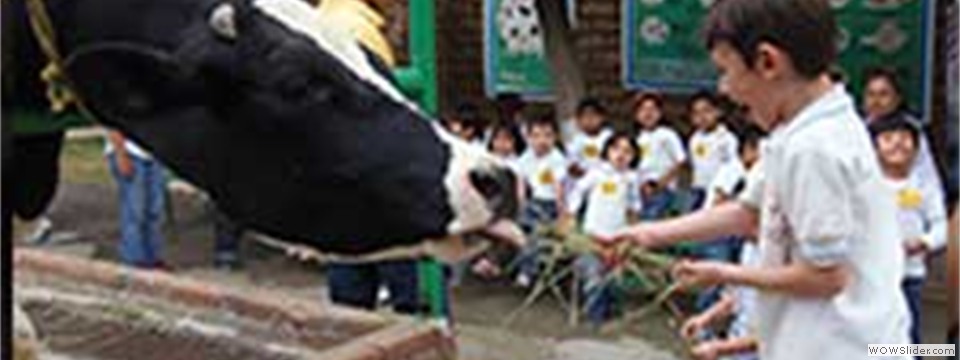 Alimentando a la Vaca